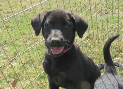 Lab Shepherd mix pups