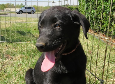 Lab Shepherd Mix Pups