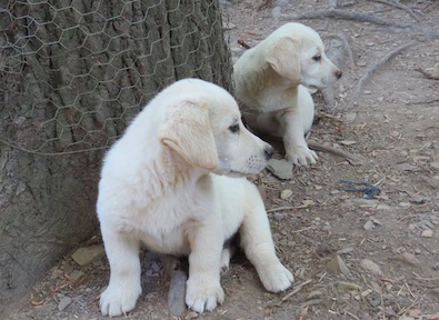 Lab Shepherd Mix Pups