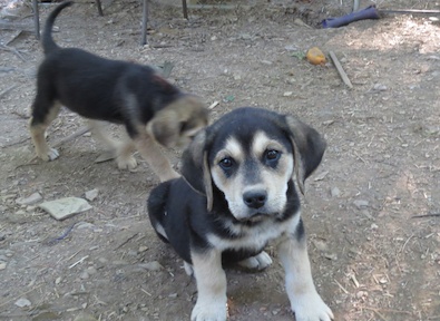 YelLabShepMixPup