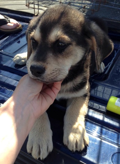Yellow Lab Shep Mix Pups