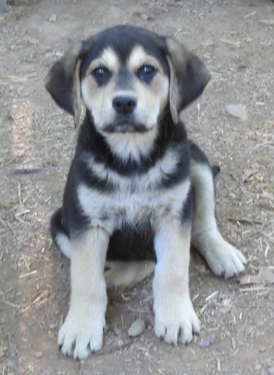 Lab Shepherd Mix Pups