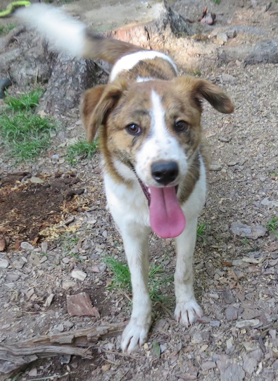 Shiloh