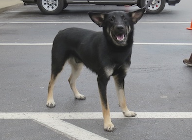 Sampson
