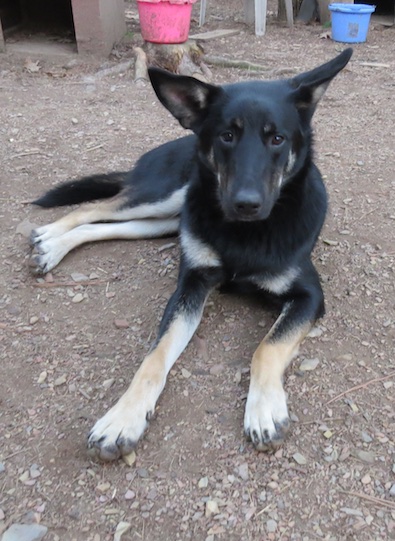 Sampson