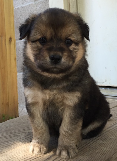 Willow