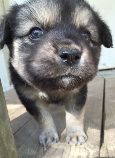 Watson