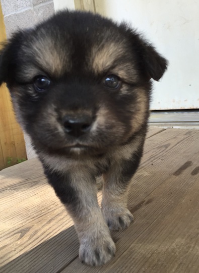 Watson