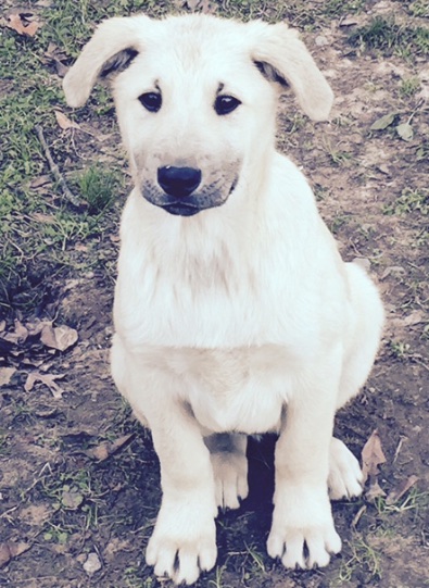Vinnie