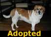 Buddy - ADOPTED