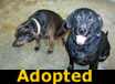 Valkyrie & Shadow - ADOPTED