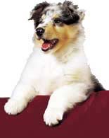 Collie puppy