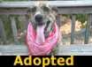 Salty - ADOPTED