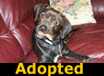 Weezer - ADOPTED