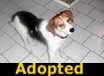 Heidi - ADOPTED