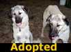 Hope & Faith - ADOPTED