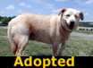 Sugar - ADOPTED