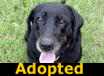 Lucy - ADOPTED