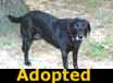 Gracie - ADOPTED