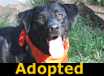 Rosie Labrador - ADOPTED